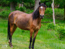 Horses – Konie